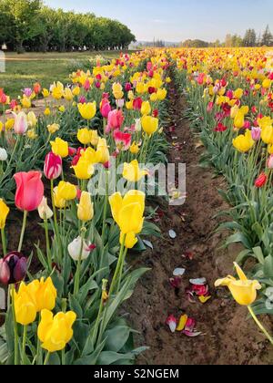 Rose von Tulpen wachsen in einem Feld mit einem Standplatz der Bäume auf der linken Seite Stockfoto