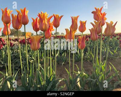 Orange Tulpen wachsen in einem Feld mit den Himmel als Hintergrund Stockfoto