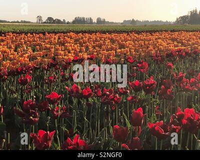 Viele Zeilen der Tulpen rot und orange wachsende im Bereich mit Bäumen im Hintergrund Stockfoto