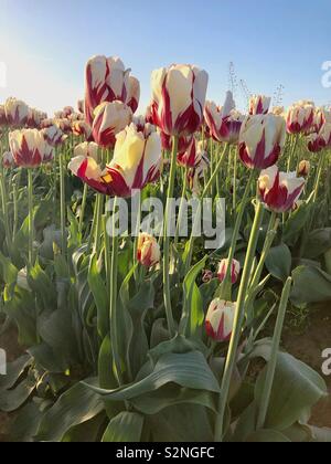 Großen roten und weißen Tulpen wachsen in das Feld Stockfoto