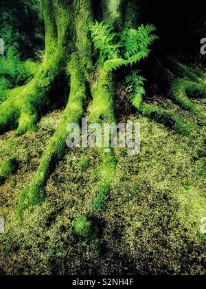 Moos bedeckt Stamm und Wurzeln der alten Baum. Stockfoto
