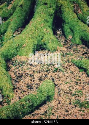 Moos bedeckt und Wurzeln der alten Reifen Baum. Stockfoto