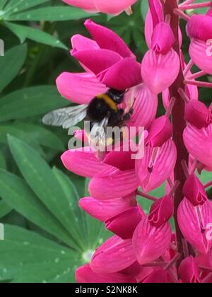 Biene auf Lupin Stockfoto