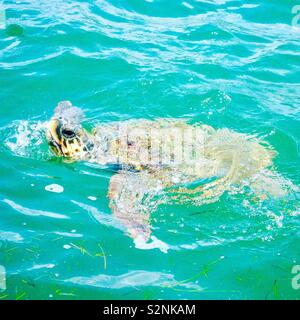 Eine unechte Karettschildkröte im Hafen von Argostoli, der Hauptstadt von Kefalonia in Griechenland entdeckt. Stockfoto