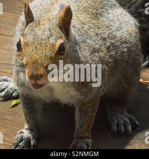 Eichhörnchen auf deck Stockfoto