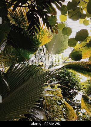 Riesige Palmen im Gewächshaus in Kew Gardens Stockfoto