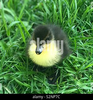 3 Tag alten Schwarzen bibbed Männlichen Anruf Ente Stockfoto