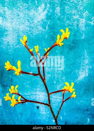 Kangaroo paw Werk Abstract Stockfoto