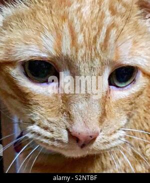 Weiße Katze Mit Schwarzen Flecken Crouch Und Schlief Auf