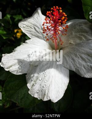 Weißer Hibiskus Blume nach einem Regenschauer mit Regen fällt auf seine Blütenblätter Stockfoto