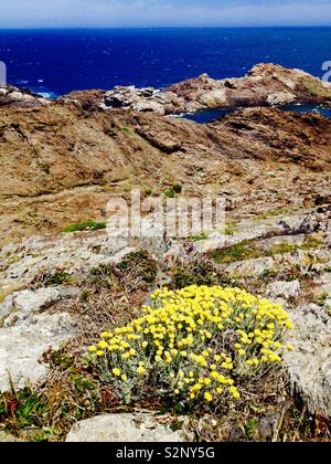 Curry (Helichrysum italicum) am blühen. Cap de Creus Naturpark. Katalonien. Spanien Stockfoto