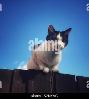 Junge schwarz-weisse Katze auf einen Zaun Stockfoto