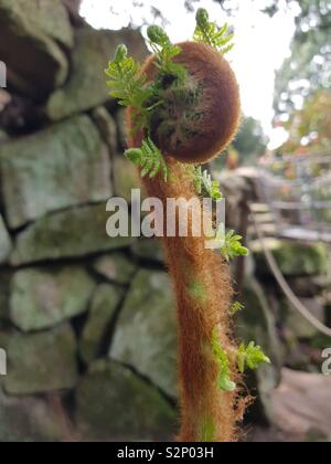 Farn neues Wachstum bei Biddulph Grange Gardens 2019 Stockfoto