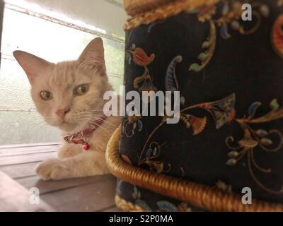 Hauskatze an Kamera schaut hinter einem nähen Korb. Stockfoto