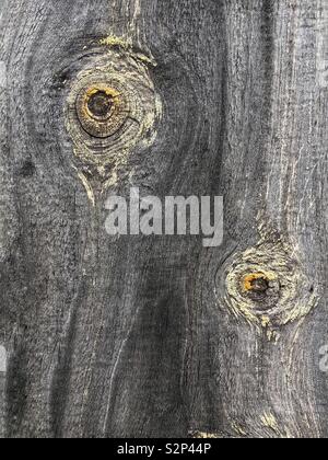 Filiale Auge Knoten auf einem Verwitterten grauen Kiefer Zaun als dekorative Wirkung. Knoten ist ein harter und Runde und zeigt das Baumwachstum. Stockfoto