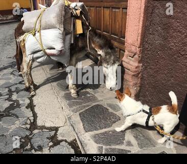 Ein Jack Russell terrier Begegnungen ein Pack Esel auf der Straße in der Innenstadt von San Miguel de Allende, Mexiko. Stockfoto