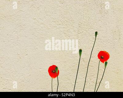 Leuchtend roter Mohn Blumen vor einem beige Wand. Stockfoto