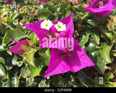 Schöne rosa Blüte in Lanzarote, Kanarische Inseln, Mai 2019 getroffen Stockfoto