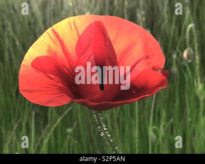 Schöne rote Mohnblüte, hinterleuchtet, meine Sonne und gegen einen grünen Garten Hintergrund. Stockfoto