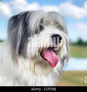 Hund mit langen Haaren Stockfoto