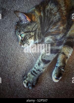 Tabby Katze auf dem Boden Stockfoto