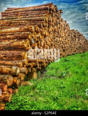 Holz Pfähle und frisch geschnitten Protokolle Stockfoto