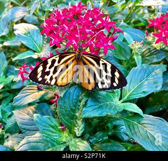 Orange, Weiß und Schwarz Schmetterling auf roter Stern Blumen umgeben von grünen Blätter Stockfoto