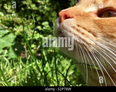Ginger tabby Katze im Garten Stockfoto