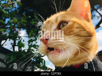 Ginger tabby Katze im Garten mit einem seltsamen Gesichtsausdruck Stockfoto