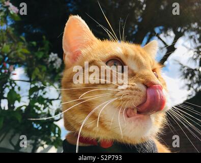 Ginger tabby Katze leckte mit der Zungenspitze seine Nase Stockfoto