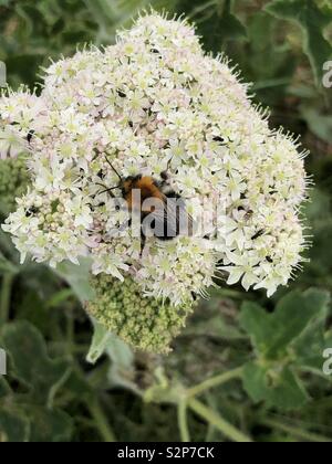 Baum, Hummel auf scharfkraut Anlage Stockfoto