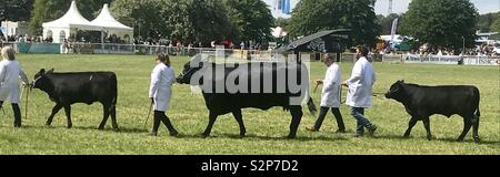 Aberdeen Angus Rinder an Badewanne und West Show Stockfoto
