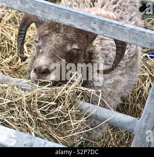 Ram an der Badewanne und West Show Stockfoto