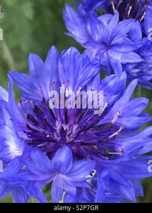 Kornblume Stockfoto