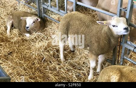 Schafe an der Badewanne und West Show Stockfoto