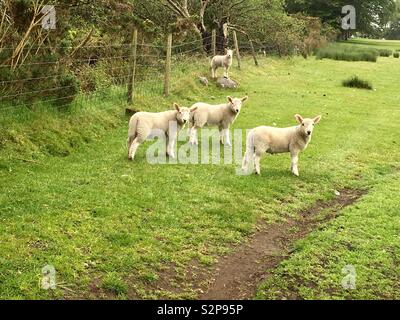 Schafe auf der Isle of Arran, Schottland Stockfoto