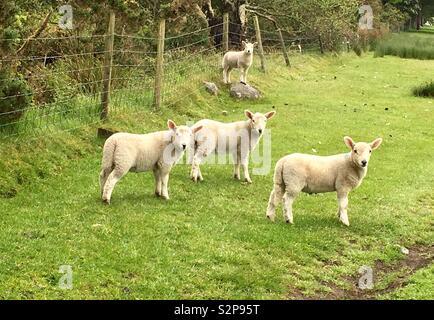 Schafe auf der Isle of Arran, Schottland Stockfoto