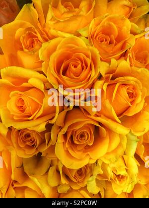 Schönen Blumenstrauß der frischen Orange Rosen in voller Blüte. Stockfoto