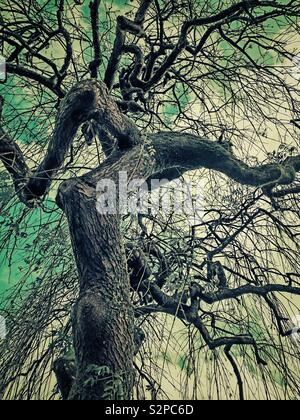 Knorrige Stamm und Zweige einer Trauerweide Baum im Winter. Stockfoto