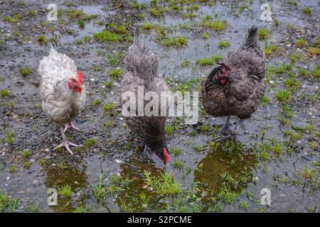 Drei freie Hühner in einem Bauernhof im Regen Stockfoto