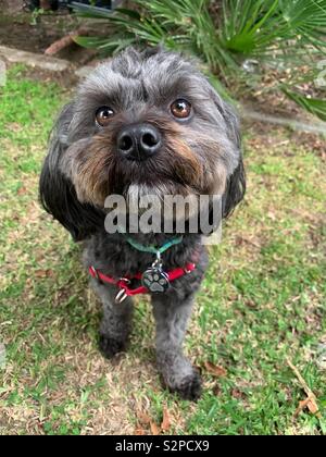 Die kleinen schwarzen Hund spielen will! Stockfoto