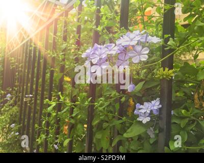 Lila Mehrjährig Blumen im Garten Stockfoto