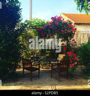 Eine duftende Rose Dorn in einem französischen Garten Stockfoto