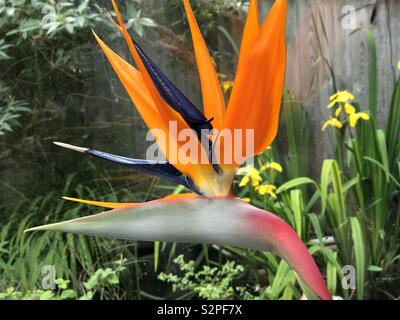 Paradiesvogel Blume Stockfoto