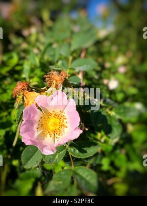 Heckenrose (Rosa Canina), Wachsen in South Wales, Anfang Juni. Stockfoto