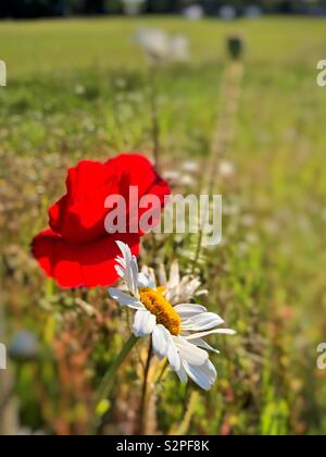 Poppy und Ox-eye Daisy wachsen auf Ödland in South Wales, Anfang Juni. Stockfoto