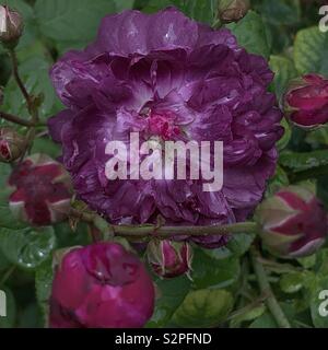Alte Gallica-Rose Kardinal von Richelieu mit einer großen violetten geöffneten Blüte und mehreren roten Blütenknospen in meinem Garten im Juni. Stockfoto