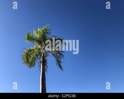 Single Palm Tree gegen einen klaren blauen Himmel. Stockfoto