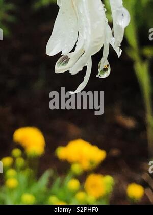 Regen Detail auf einem Daisy im Blumengarten Stockfoto