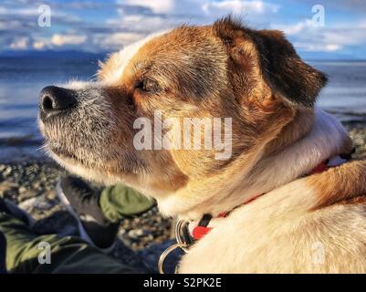 Jack Russell Terrier Hund Stockfoto